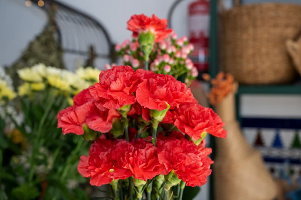 Flores preservadas en Ferrol